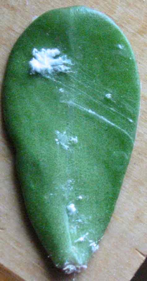 Help Identify The Disease On My Jade Plant